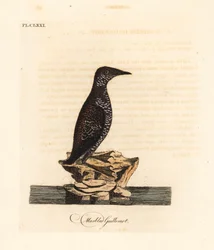 Guillemot marbré, Brachyramphus marmoratus. Gravure à la main par John Latham de son propre A General History of Birds