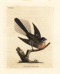 Rhipidure de Nouvelle-Zélande, Rhipidura fuliginosa. Gravure à la main en cuivre dessinée et gravée par John Latham de son propre A General History of Birds, Winchester