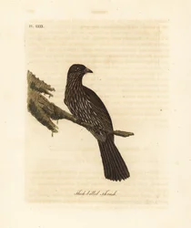 Piopio de l
