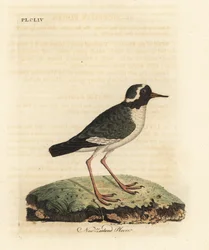 Pluvier de Nouvelle-Zélande, Charadrius obscure (Charadrius novae Zealandiae). En danger. Gravure sur cuivre dessinée et gravée par John Latham de son propre A General History of Birds, Winchester
