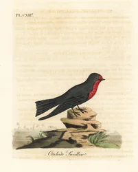 Hirondelle du Pacifique, Hirundo tahitica (Hirondelle d