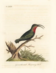 Colibri caribéen à gorge pourpre, Eulampis jugularis (Colibri à gorge grenat, Trochilus granatinus). Gravure à la main en cuivre dessinée et gravée par John Latham de son propre A General History of Birds, Winchester