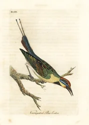 Guêpier arc-en-ciel, Merops ornatus (Guêpier varié). Australie. Gravure à la main en cuivre dessinée et gravée par John Latham de son propre A General History of Birds, Winchester