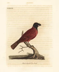 Gros-bec rouge et noir, Periporphyrus erythromelas. Quasi menacé. (Gros-bec à tête noire, Loxia erythromelas.) Planche de cuivre coloriée à la main, dessinée et gravée par John Latham, extraite de son A General History of Birds, Winchester
