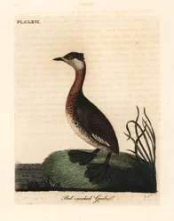 Grèbe jougris, Podiceps grisegena (Podiceps rubricollis). Gravure à la main en cuivre dessinée et gravée par John Latham de son propre A General History of Birds, Winchester