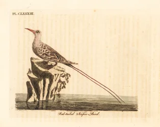 Phaéton à brins rouges, Phaethon rubricauda (Phaeton phoenicurus). Planche sur cuivre coloriée à la main, dessinée et gravée par John Latham pour sa propre A General History of Birds, Winchester