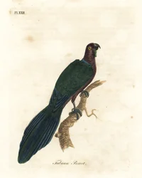 Perruche rouge luisante, Pyrrhulopsis tabuensis. Gravure à la main par John Latham de son propre A General History of Birds, Winchester