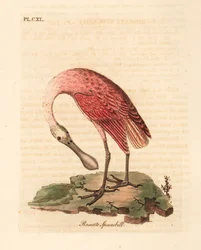 Spatule rosée, Platalea ajaja. Gravure à la main par John Latham de son propre A General History of Birds, Winchester