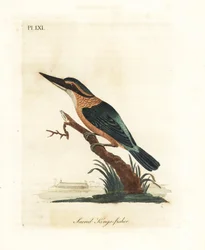 Martin-pêcheur sacré, Todiramphus sanctus (Martin-pêcheur sacré, Alcedo sacra). Gravure à la main en couleur par John Latham de son propre A General History of Birds, Winchester