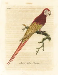 Ara macao, Ara macao. Gravure à la main en cuivre dessinée et gravée par John Latham de son propre A General History of Birds, Winchester