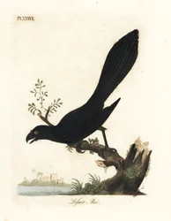Ani à bec lisse ou ani mineur, Crotophaga ani. Gravure à la main en couleur dessinée et gravée par John Latham de son propre A General History of Birds, Winchester
