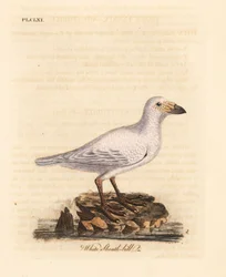Chionis blanc, Chionis albus. Gravure à la main par John Latham de son propre A General History of Birds, Winchester