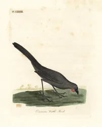 Kokako de l
