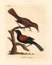 Tieke, Philesturnus carunculatus, mâle et femelle. Gravure à la main par John Latham de son propre A General History of Birds, Winchester