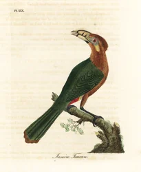 Toucanet à bec tacheté, Selenidera maculirostris, femelle. Gravure à la main par John Latham de son propre A General History of Birds