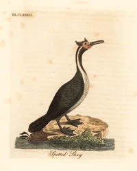 Cormoran moucheté ou parekareka, Phalacrocorax punctatus (Pelecanus punctatus). Gravure sur cuivre coloriée à la main, dessinée et gravée par John Latham d