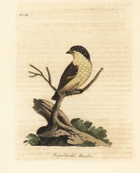 Pardalote strié, Pardalotus striatus. Gravure à la main par John Latham de son propre A General History of Birds