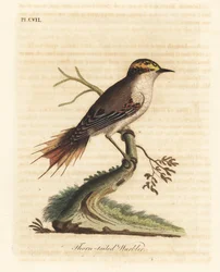 Rayadito à queue épineuse, Aphrastura spinicauda. Gravure à la main par John Latham de son propre A General History of Birds, Winchester