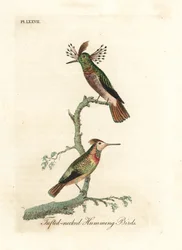 Coquettes huppe-cols, Lophornis ornatus (colibris à cou huppé, Trochilus ornatus). Mâle et femelle. Planche de cuivre coloriée à la main, dessinée et gravée par John Latham d
