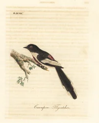Minivet à ventre blanc, Pericrocotus erythropygius (Gobemouche de Cawnpore). Inde. Gravure sur cuivre coloriée à la main dessinée et gravée par John Latham de son propre A General History of Birds, Winchester