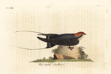 Hirondelle à longs brins, Hirundo smithii. Planche de cuivre coloriée à la main, dessinée et gravée par John Latham d