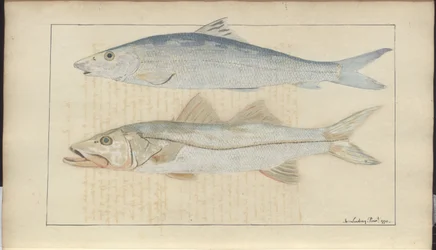 Dessins de Lindsay Vol. VII