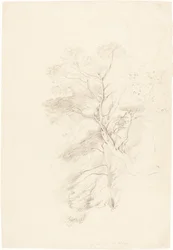 Un bois de hêtres