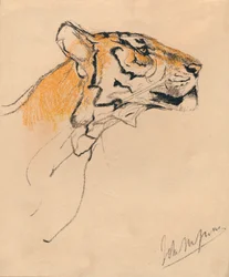 Tête de tigre, vers 1910