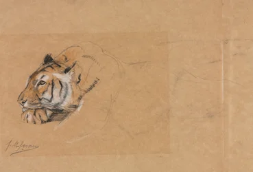 Tigre