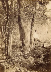 Ruisseau Tacony, peuplier de Magnolia