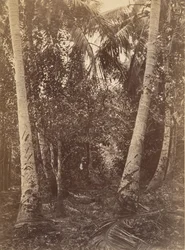 Paysage tropical, forêt près de Turbo