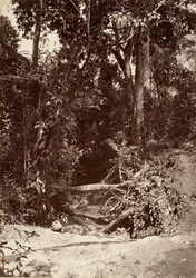 Paysage tropical, Le Ruisseau El Bano, Chipigana, 1871