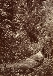 Paysage tropical, forêt tropicale