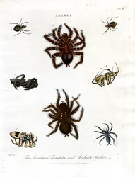 ARANEA : Avicularia ; Araignées tarentules et Aculeata