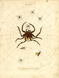 ARANEA : La Fasciata ou araignée de Barbarie
