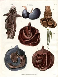 Illustrations anatomiques des organes internes (planche 7)