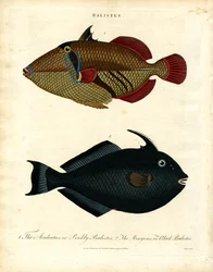 Balistes : Poisson-griffon