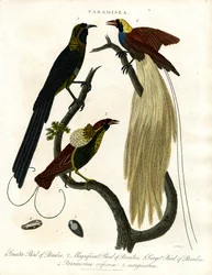 Oiseaux de paradis (Paradisea)
