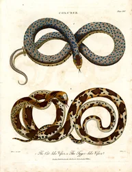 Vipères félines et tigrées (Coluber)