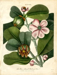 Clusia - Le balsamier rose