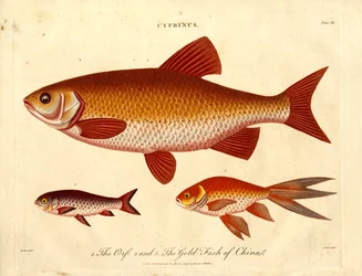Cyprinus : Poissons orphelins et poissons dorés de Chine