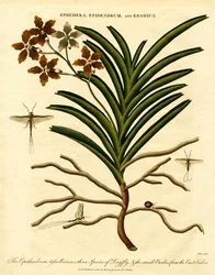 Epidendrum;Ephemera;et Erodius