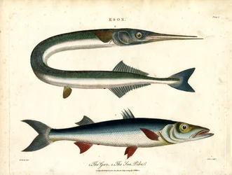 Esox : Gar et brochet de mer