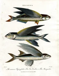 Exocoetus : Poisson volant
