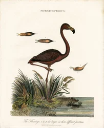 Flamant