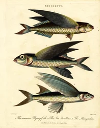 Poisson volant