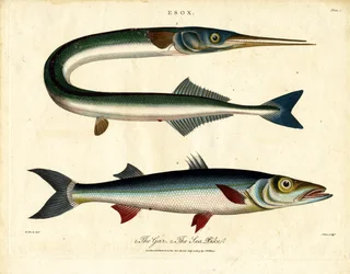 Lingue et brochet de mer