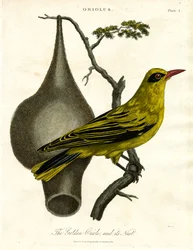 Oriole doré et son nid