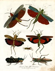 Gryllus : Les criquets de la cinquième division