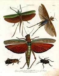 Gryllus : Espèces des quatrième et cinquième divisions de criquets